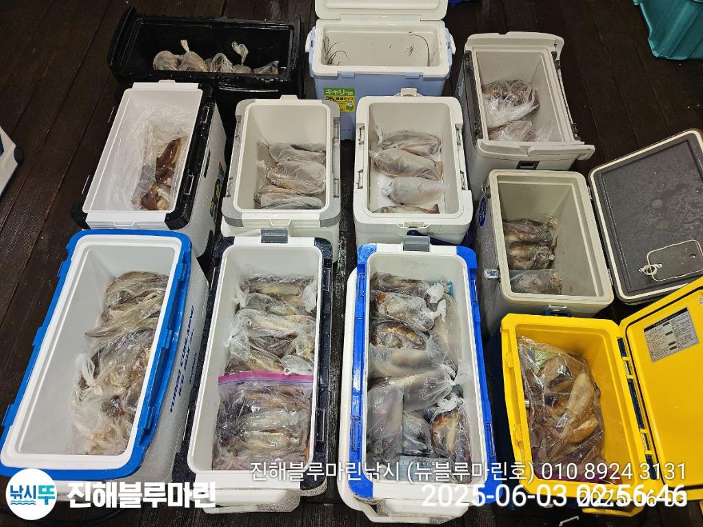 낚시뚜,오징어,한치,진해수도항,진해블루마린낚시,낚시뚜4