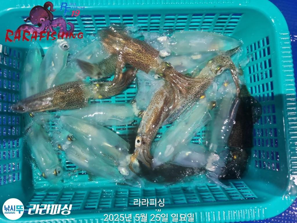 F2689907AO.jpg