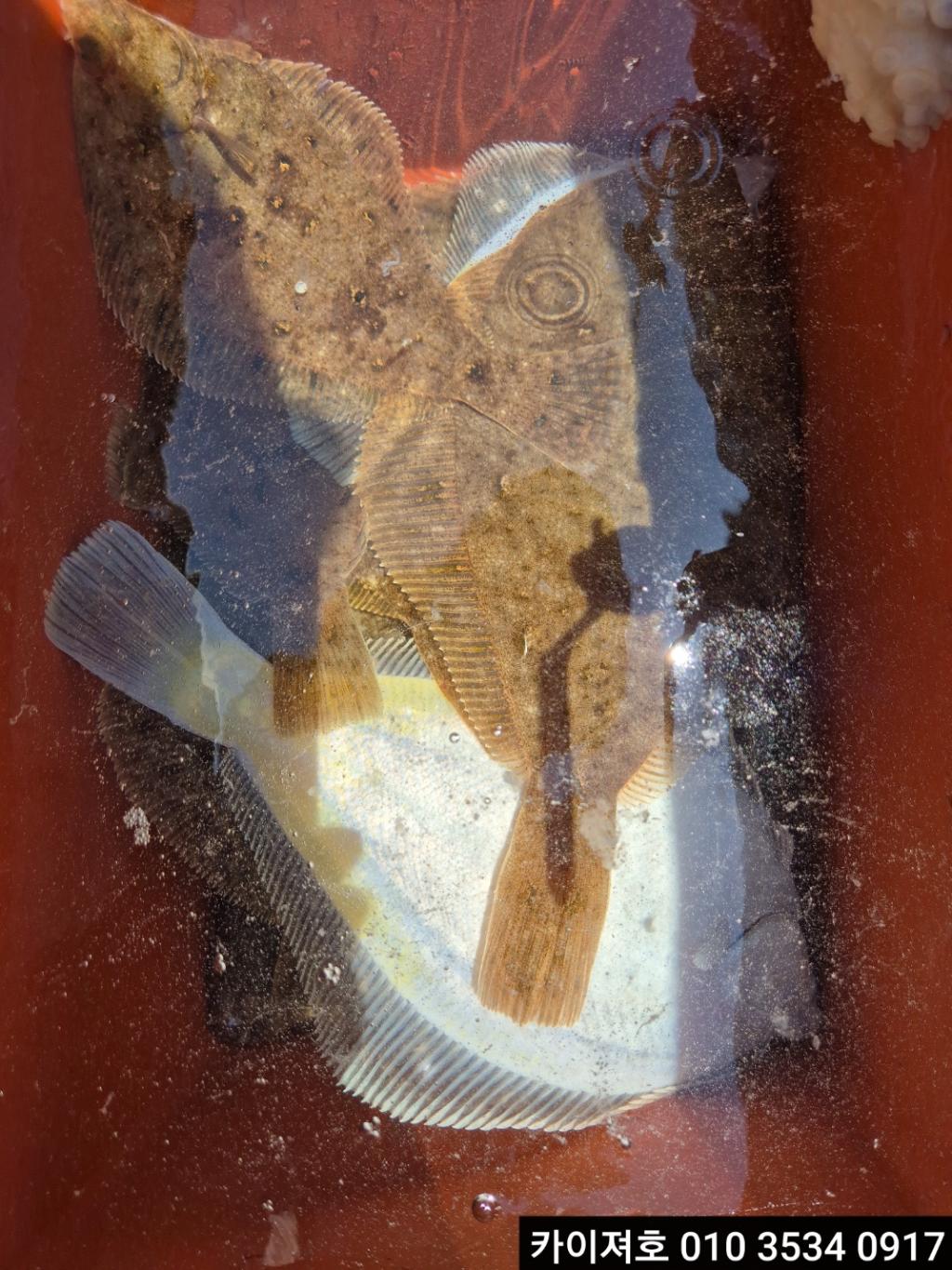 F2689937MN.jpg
