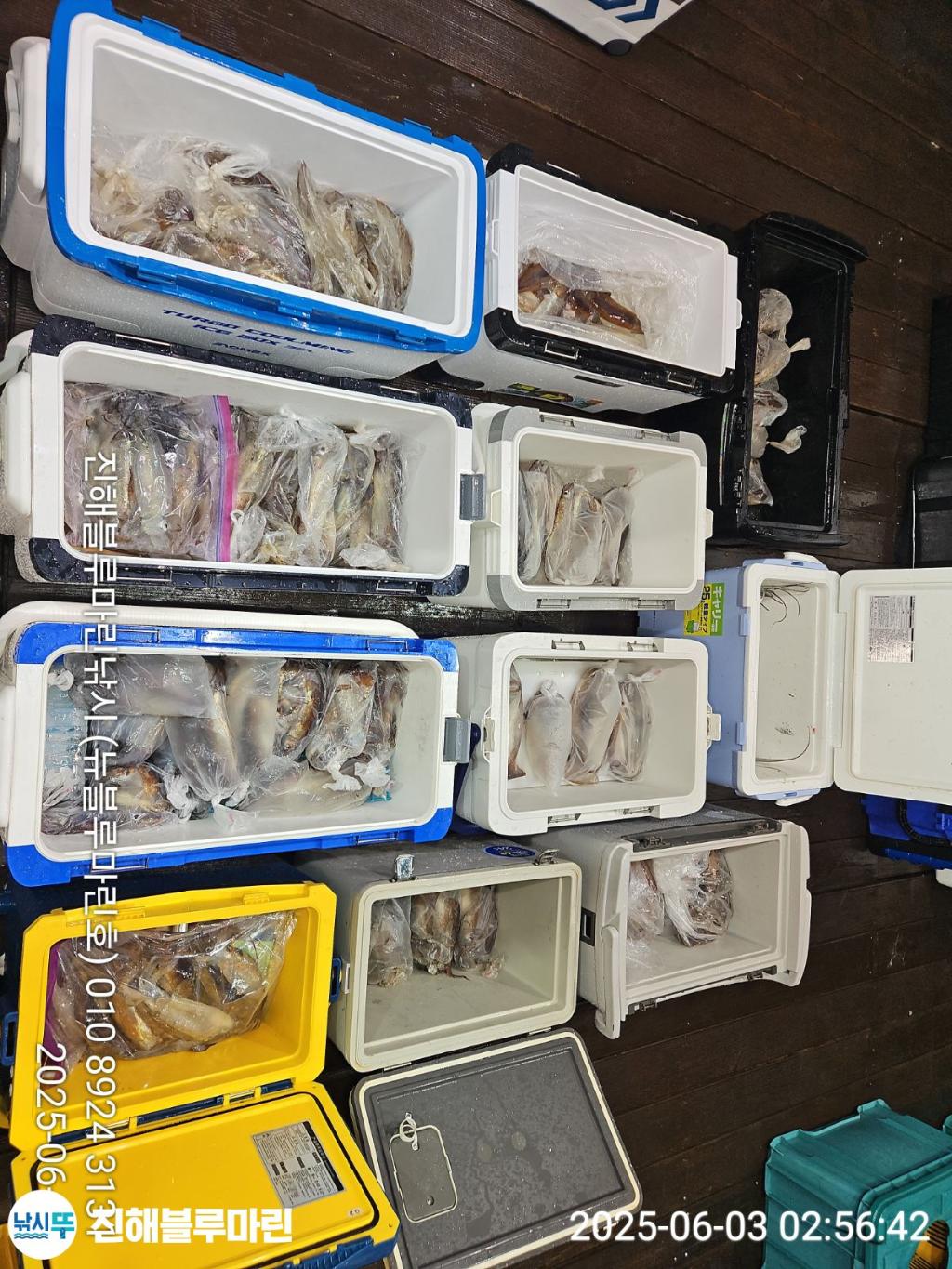 낚시뚜,오징어,한치,진해수도항,진해블루마린낚시,낚시뚜6
