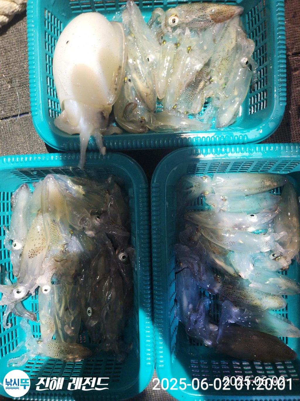 낚시뚜,기타 (직접입력),진해명동항,진해 레전드,낚시뚜17