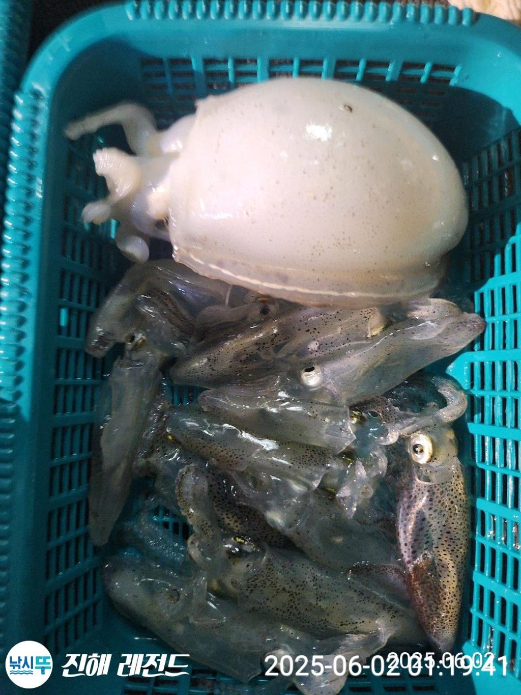 낚시뚜,기타 (직접입력),진해명동항,진해 레전드,낚시뚜14