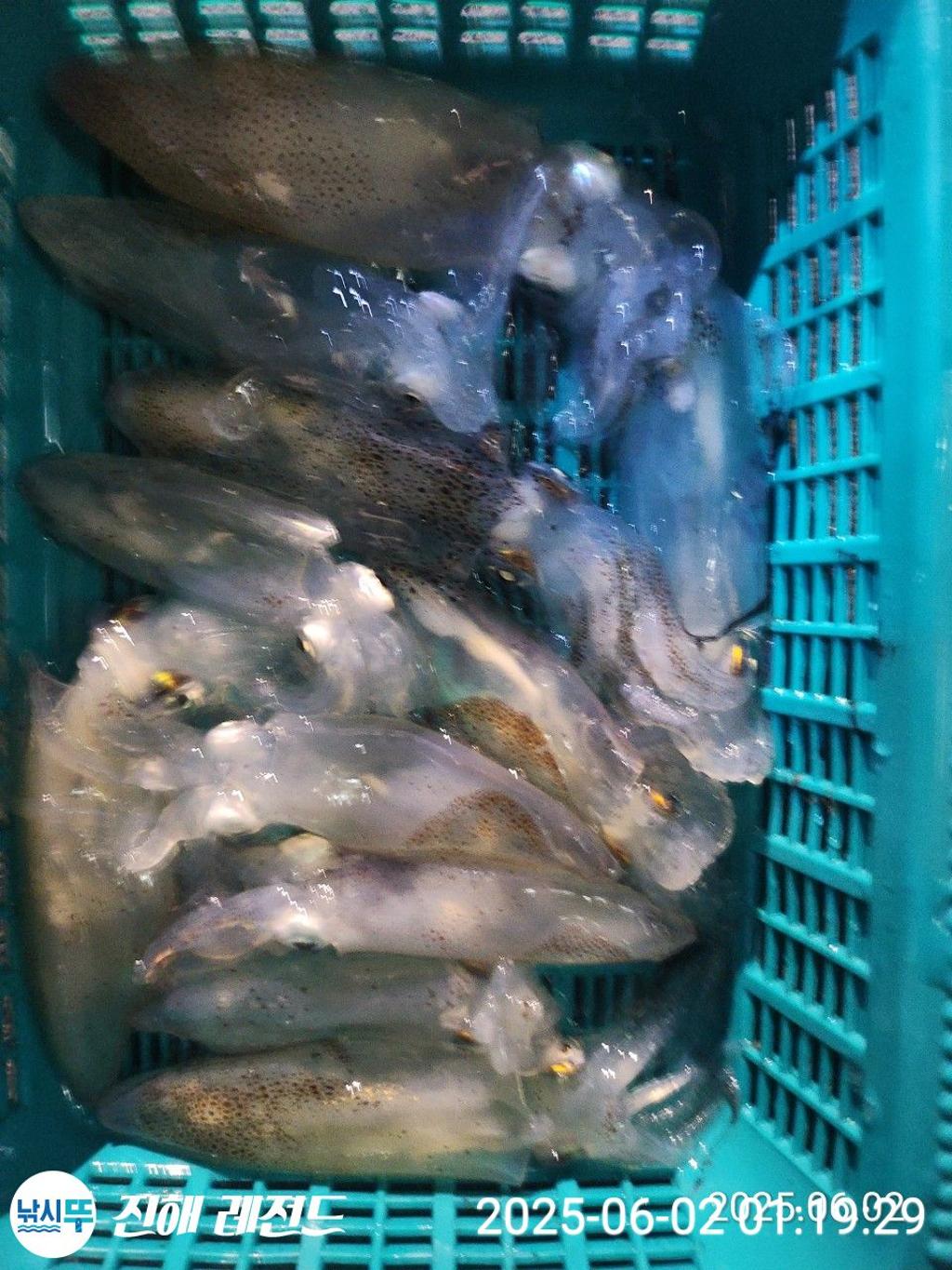 낚시뚜,기타 (직접입력),진해명동항,진해 레전드,낚시뚜13