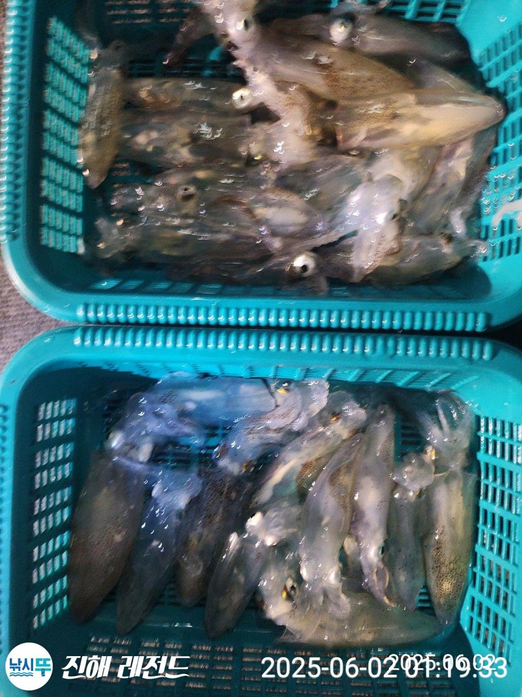 낚시뚜,기타 (직접입력),진해명동항,진해 레전드,낚시뚜12
