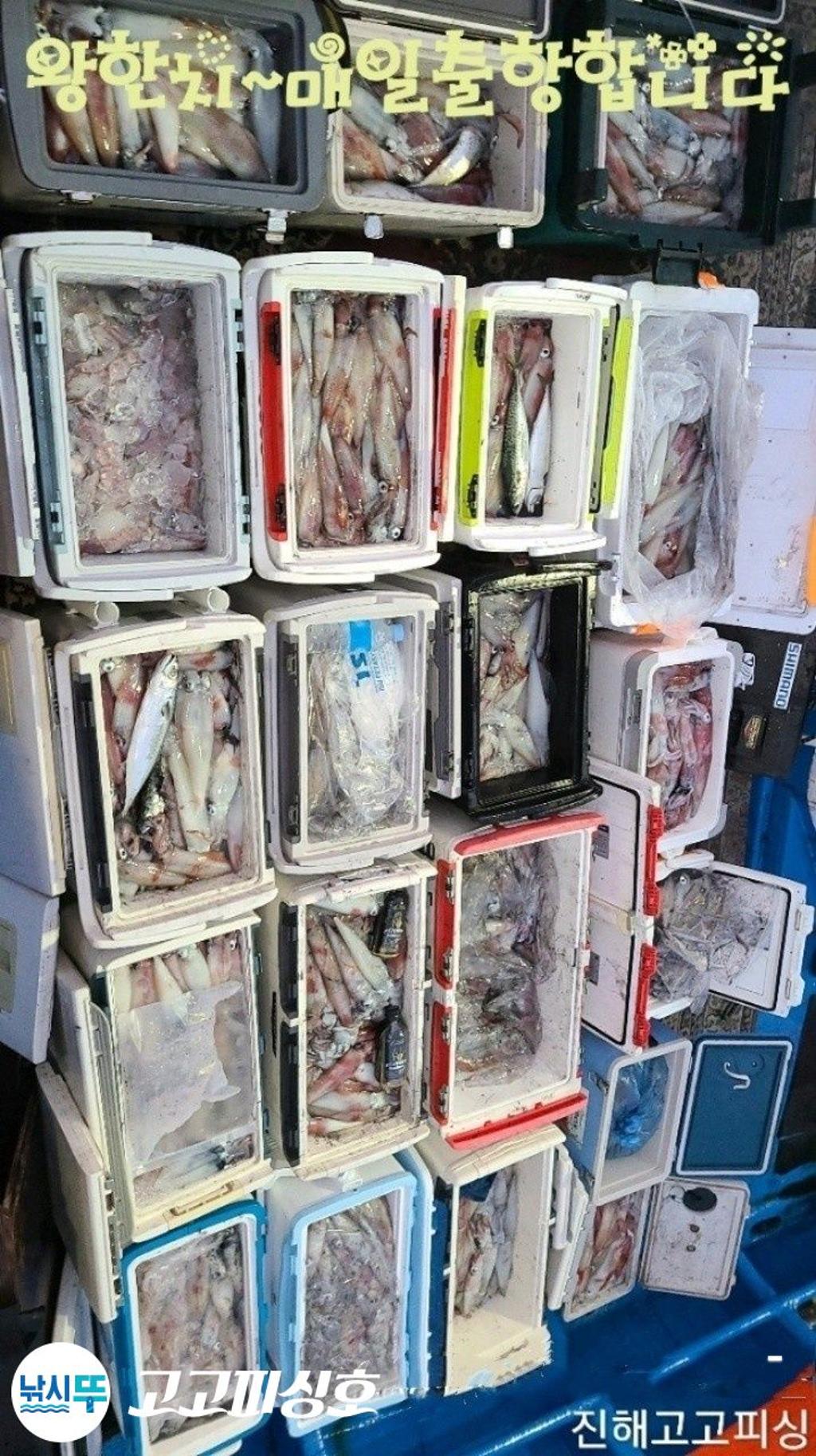 낚시뚜,한치,속천항(진해),고고피싱호,낚시뚜3