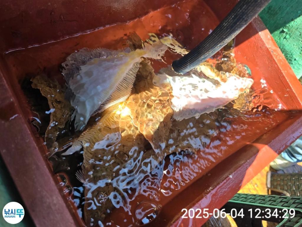 F26910818S.jpg