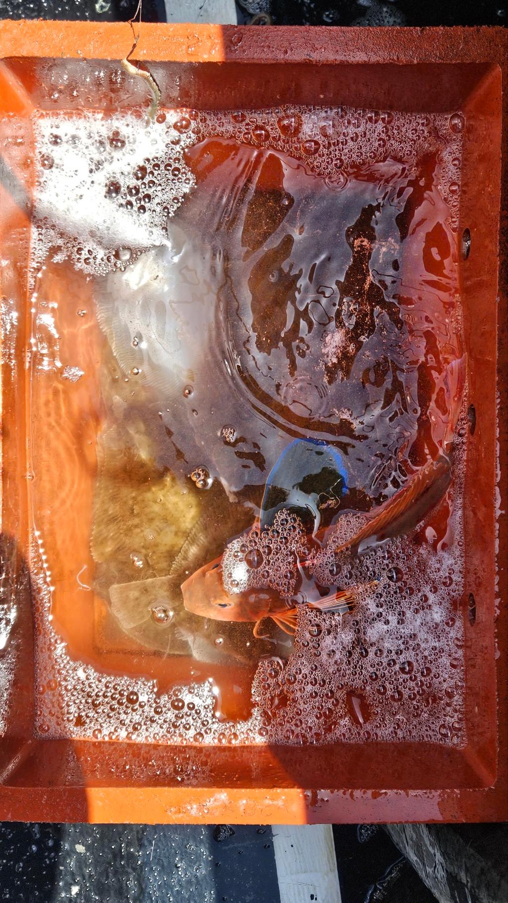 F2691478CM.jpg