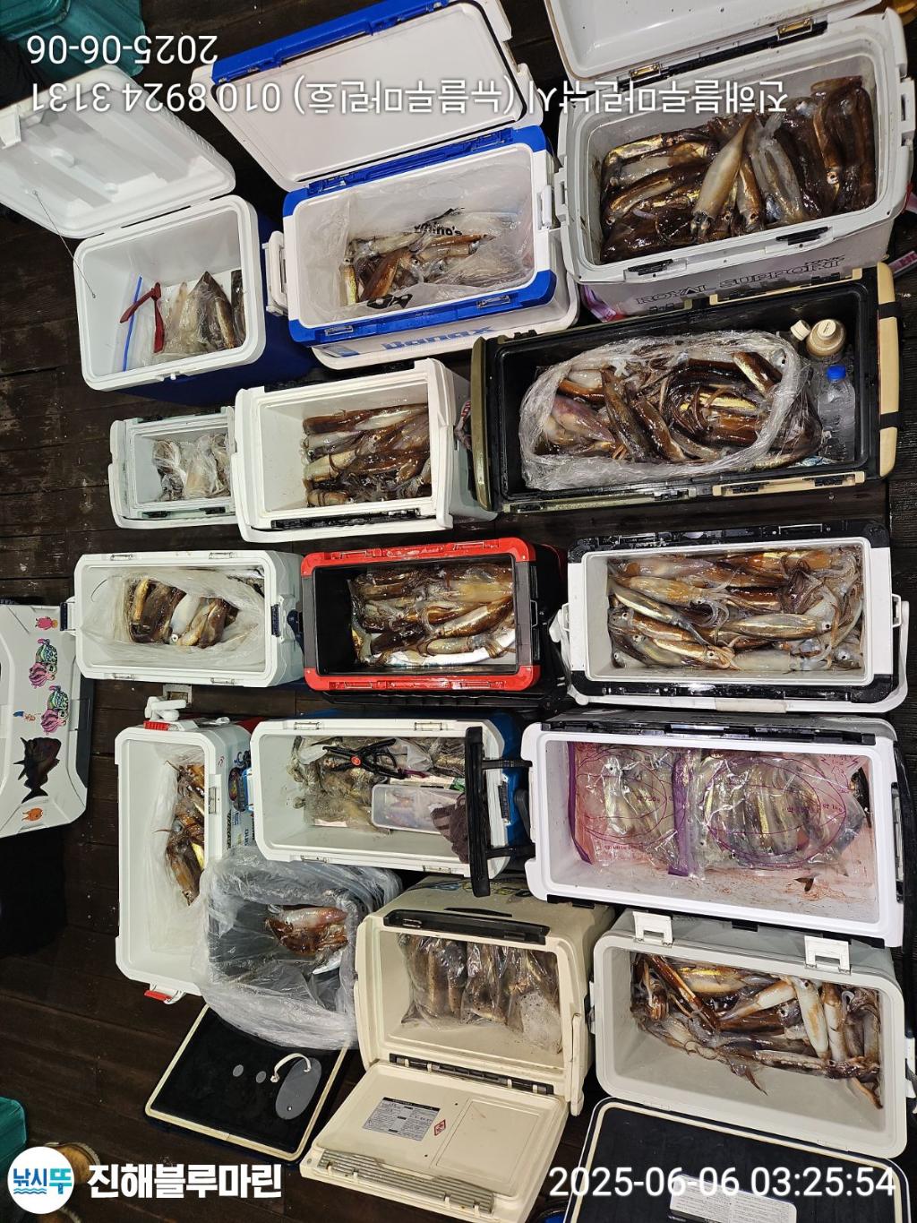 낚시뚜,한치,오징어,진해수도항,진해블루마린낚시,낚시뚜6
