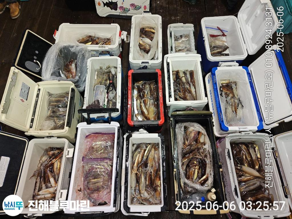 낚시뚜,한치,오징어,진해수도항,진해블루마린낚시,낚시뚜0