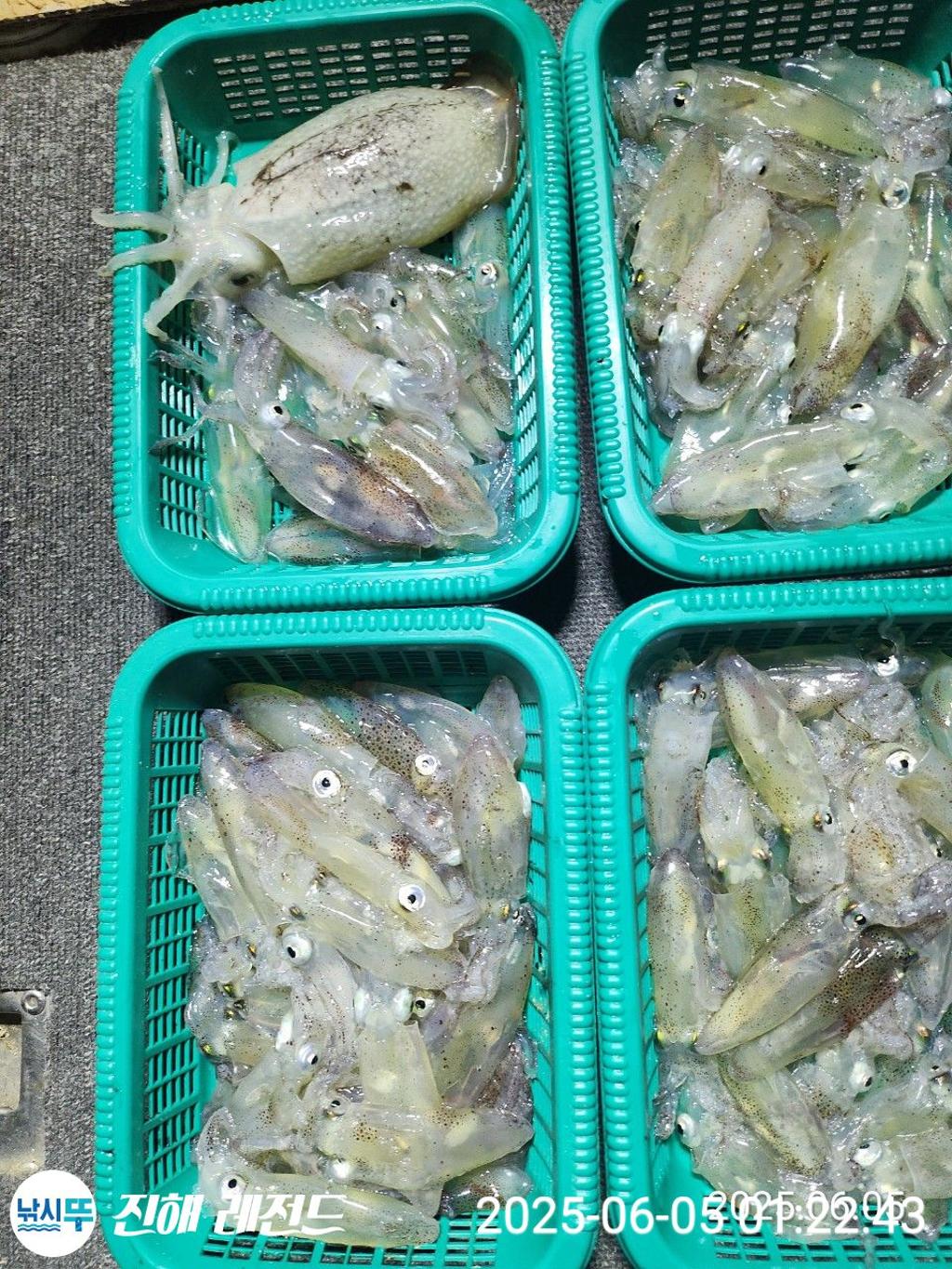 낚시뚜,기타 (직접입력),진해명동항,진해 레전드,낚시뚜10