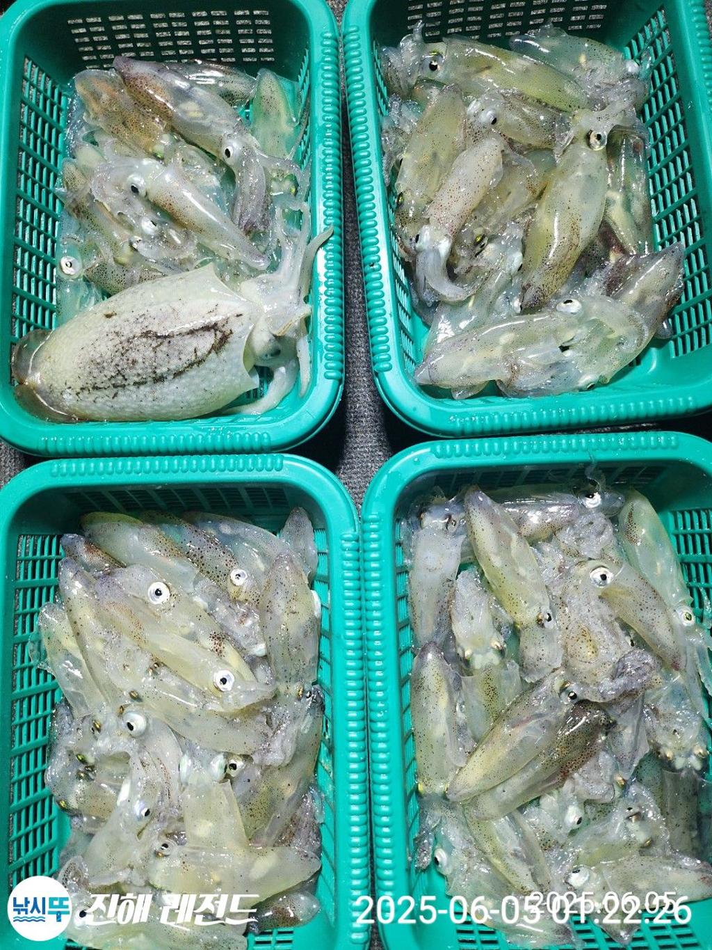 낚시뚜,기타 (직접입력),진해명동항,진해 레전드,낚시뚜9