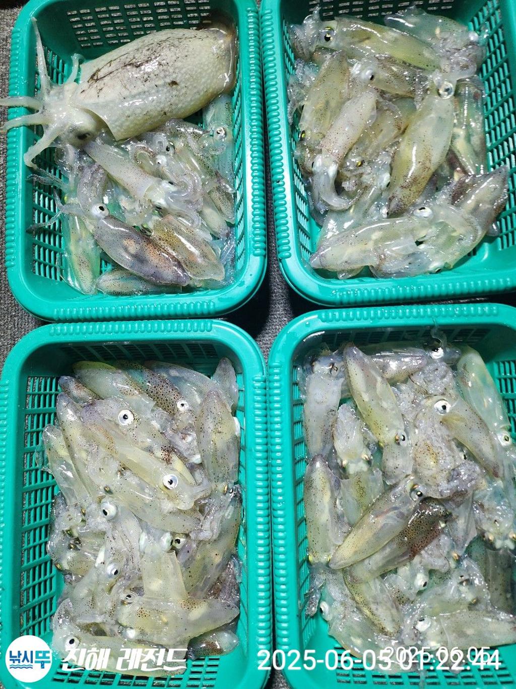 낚시뚜,기타 (직접입력),진해명동항,진해 레전드,낚시뚜8