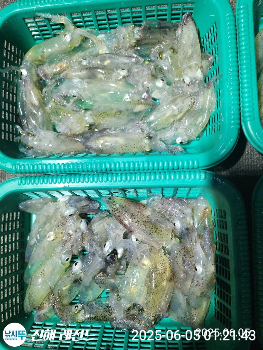 낚시뚜,기타 (직접입력),진해명동항,진해 레전드,낚시뚜7