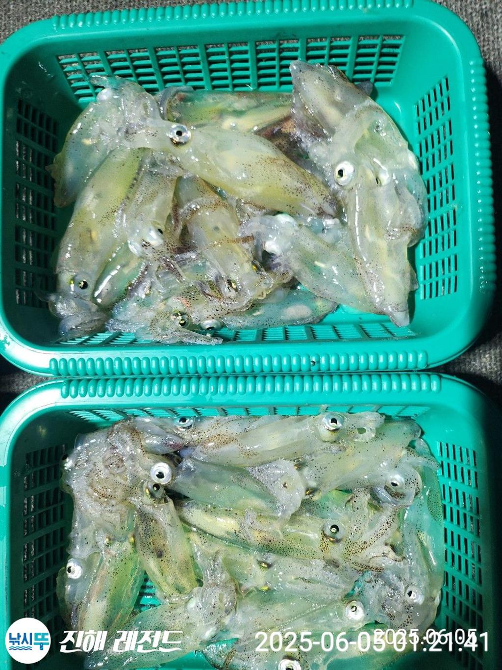 낚시뚜,기타 (직접입력),진해명동항,진해 레전드,낚시뚜6
