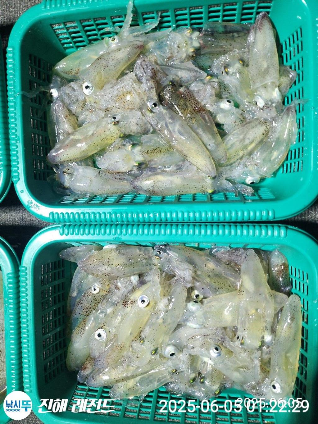 낚시뚜,기타 (직접입력),진해명동항,진해 레전드,낚시뚜5