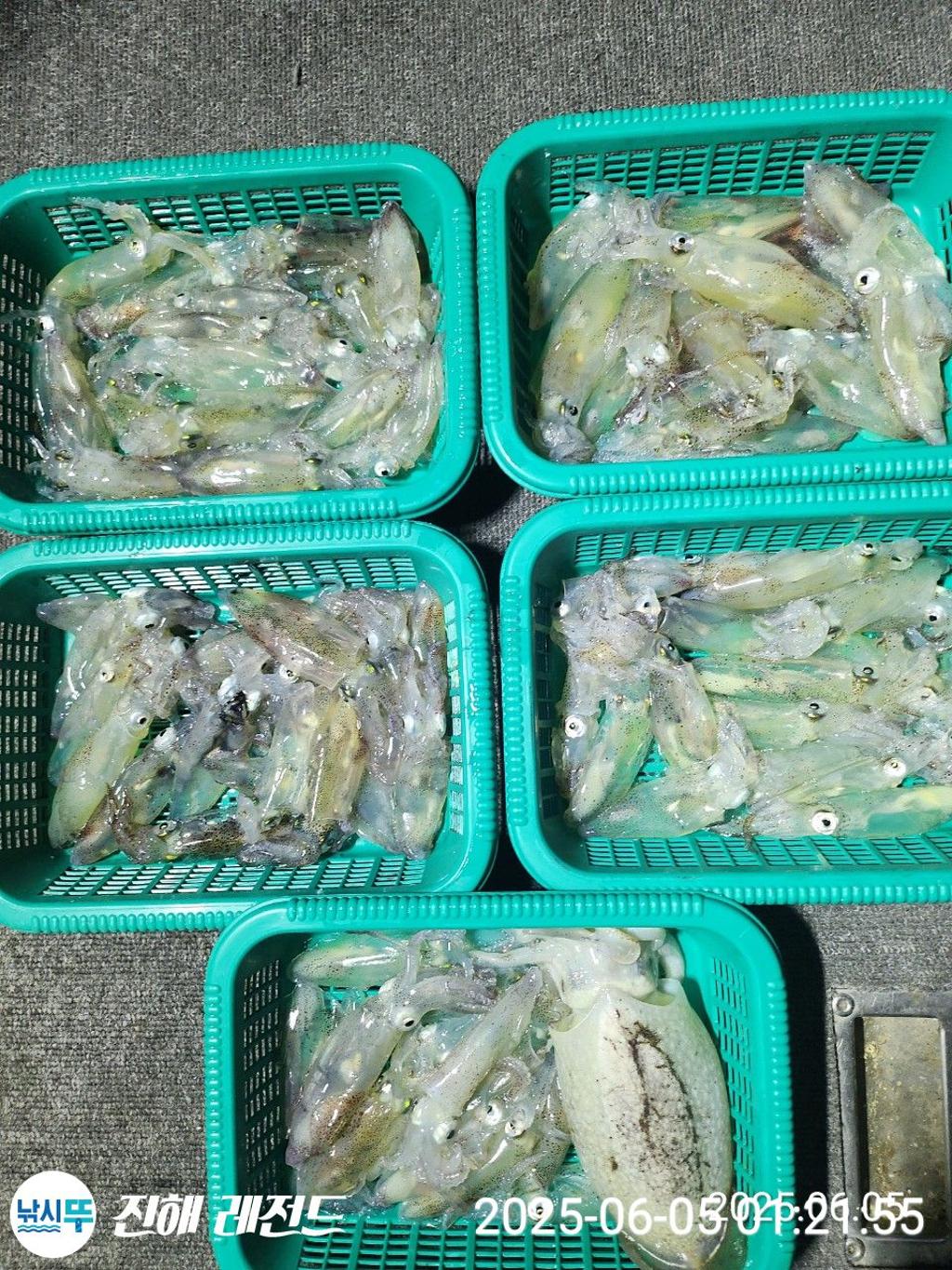 낚시뚜,기타 (직접입력),진해명동항,진해 레전드,낚시뚜4