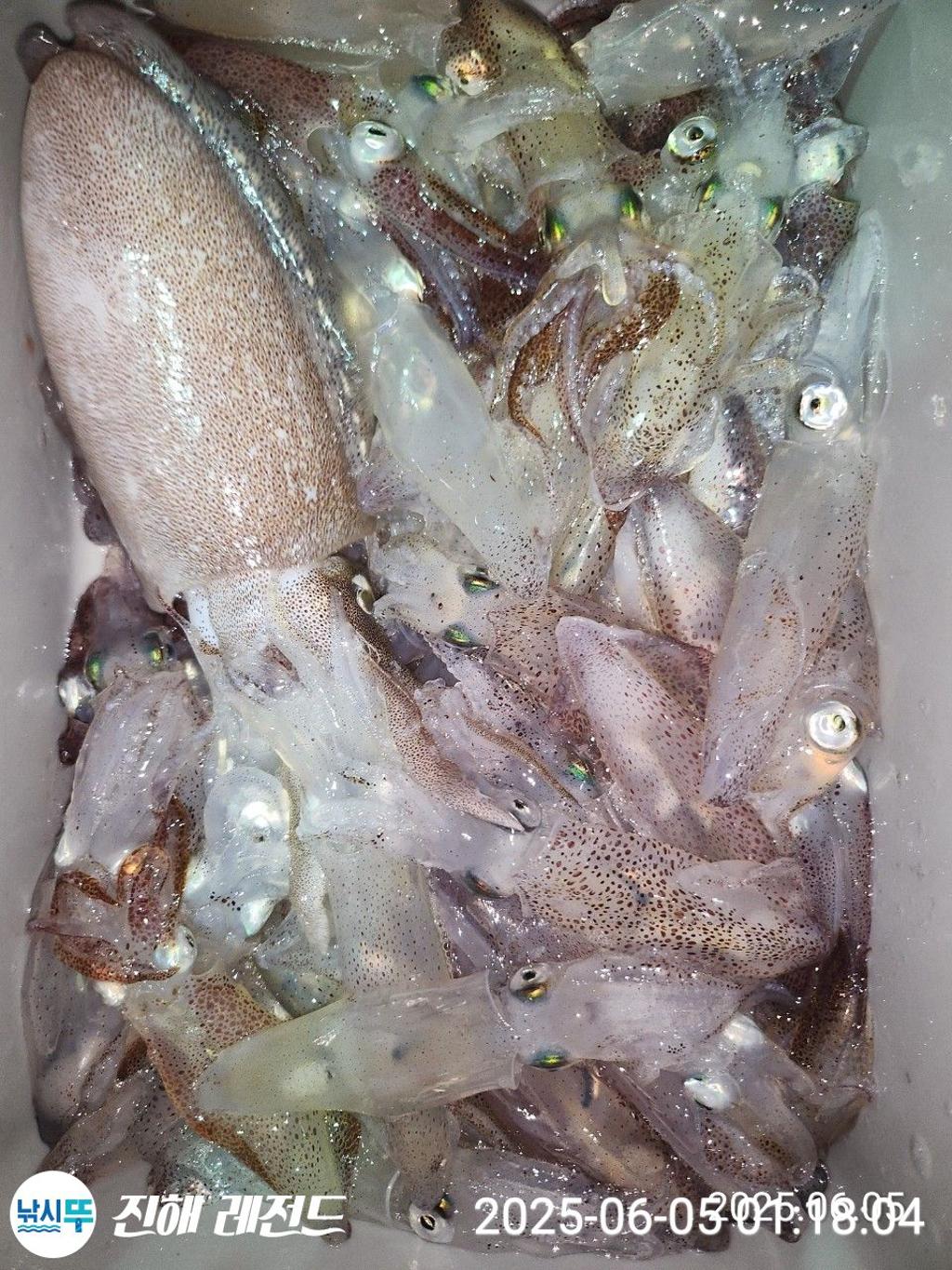 낚시뚜,기타 (직접입력),진해명동항,진해 레전드,낚시뚜3