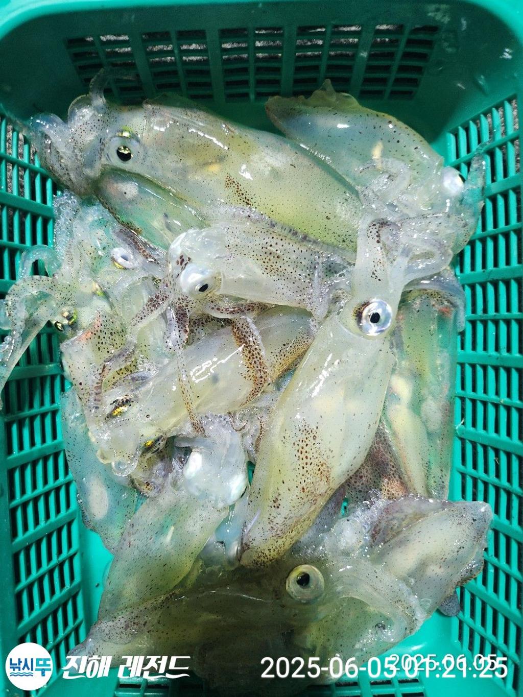 낚시뚜,기타 (직접입력),진해명동항,진해 레전드,낚시뚜2