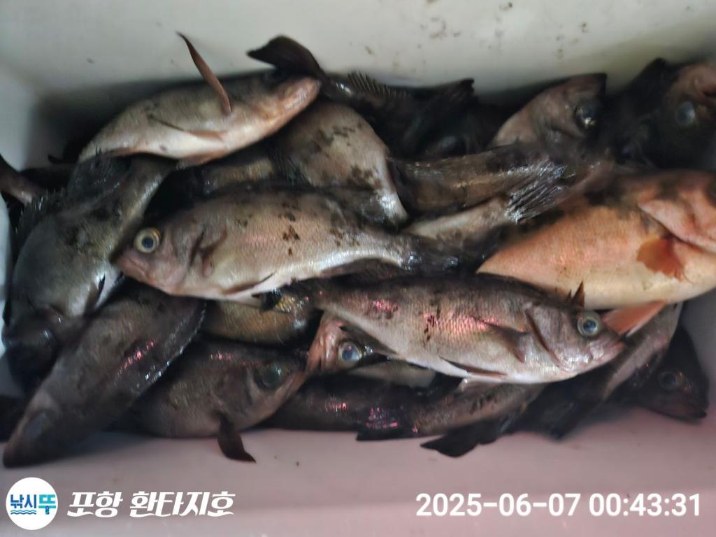 낚시뚜,볼락,포항 동빈항,포항 환타지호,낚시뚜5