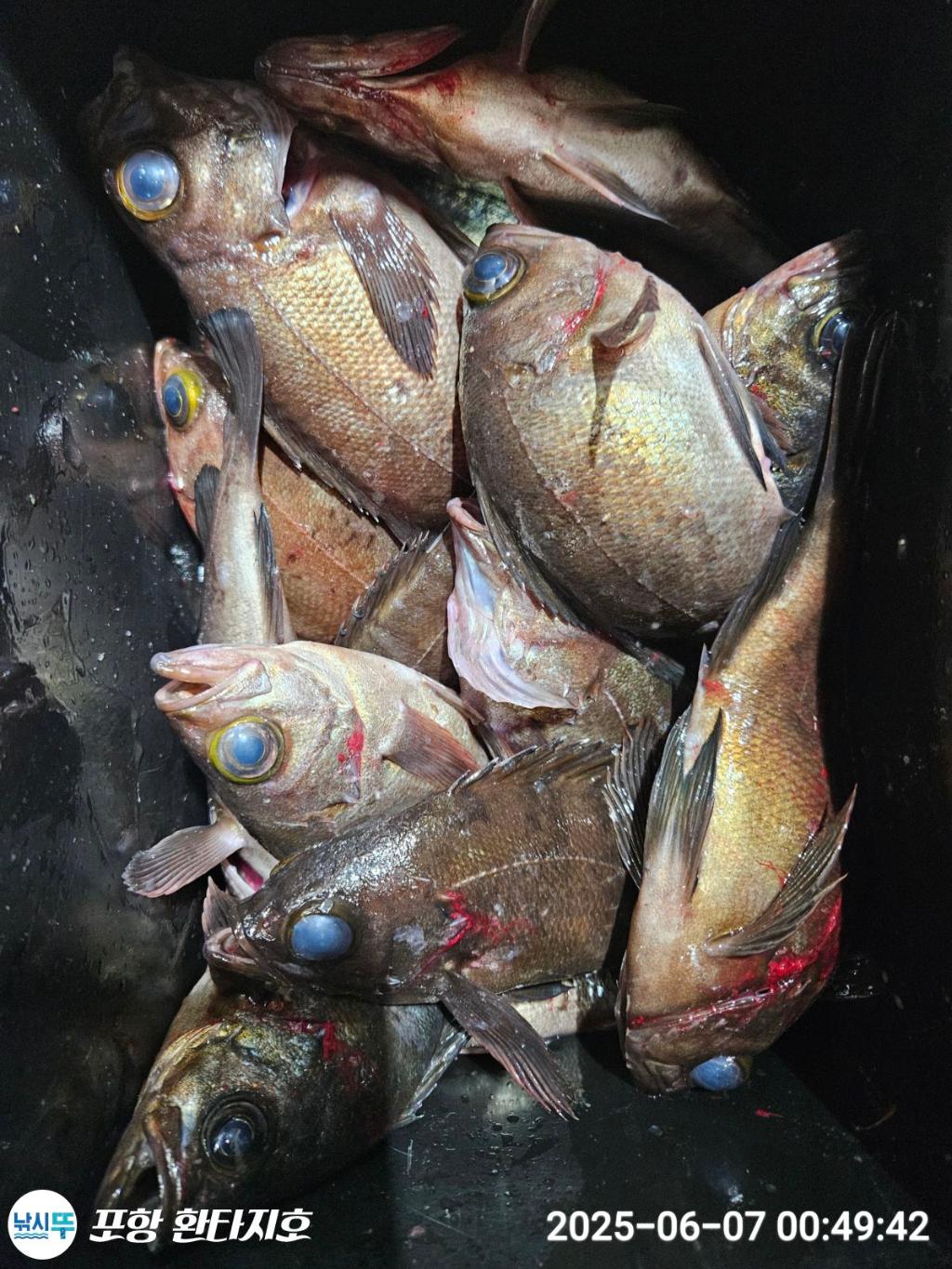 낚시뚜,볼락,포항 동빈항,포항 환타지호,낚시뚜0