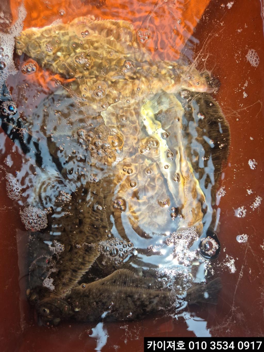 F26936833Y.jpg