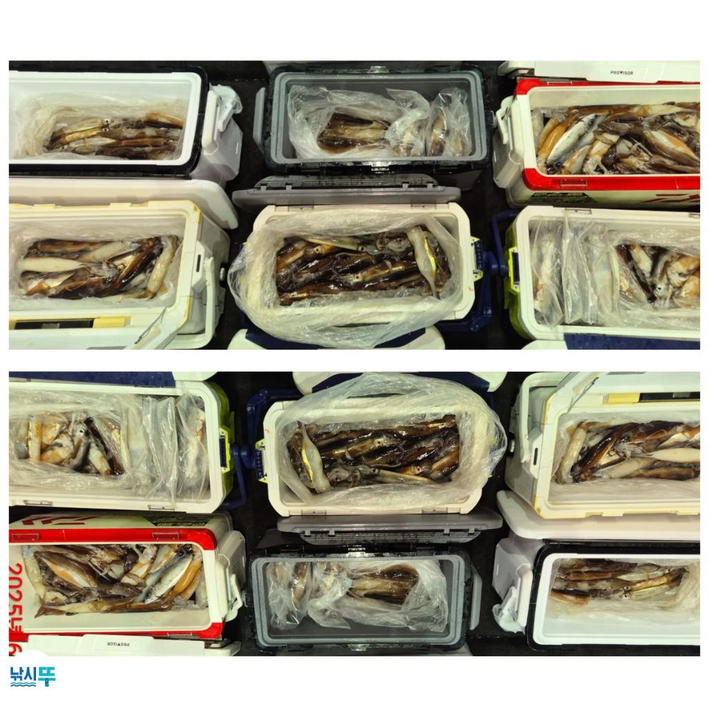 낚시뚜,한치,오징어,속천항(진해),고고피싱호,낚시뚜28