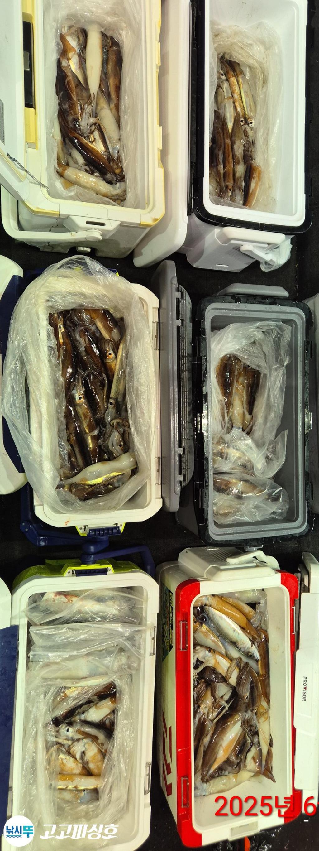 낚시뚜,한치,오징어,속천항(진해),고고피싱호,낚시뚜25
