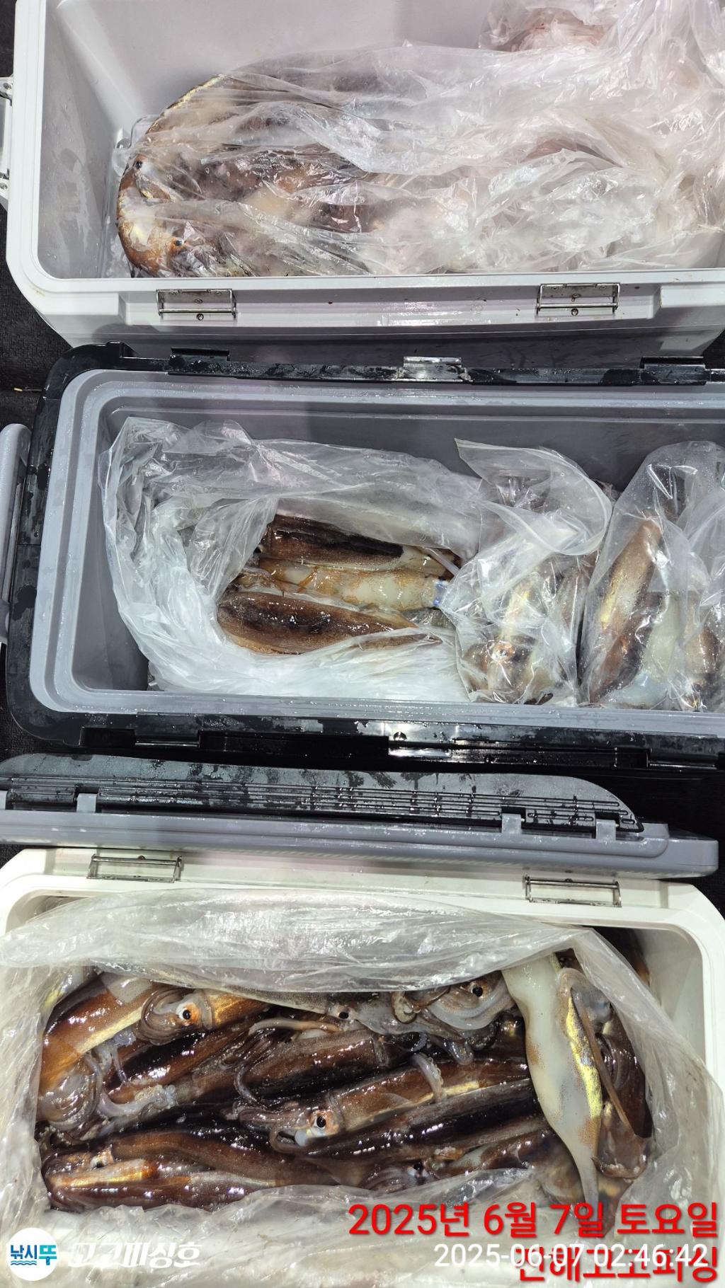 낚시뚜,한치,오징어,속천항(진해),고고피싱호,낚시뚜23