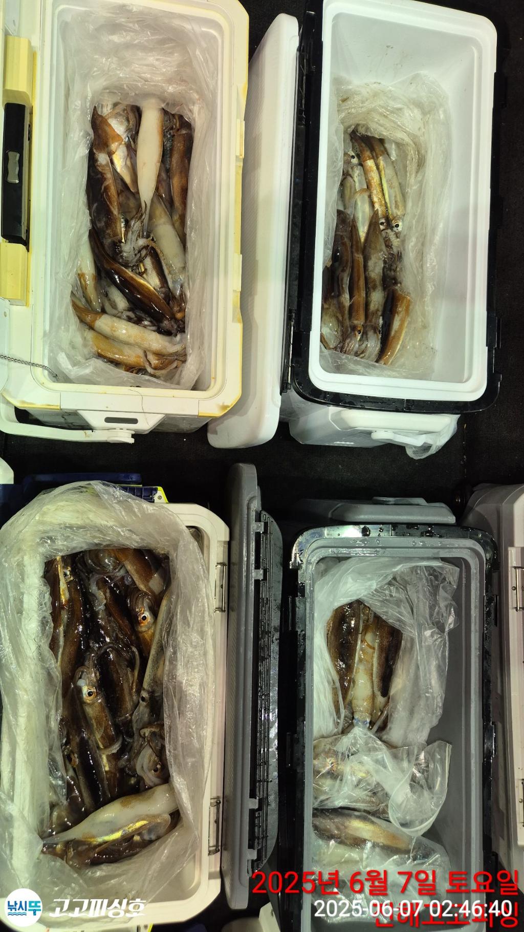 낚시뚜,한치,오징어,속천항(진해),고고피싱호,낚시뚜22