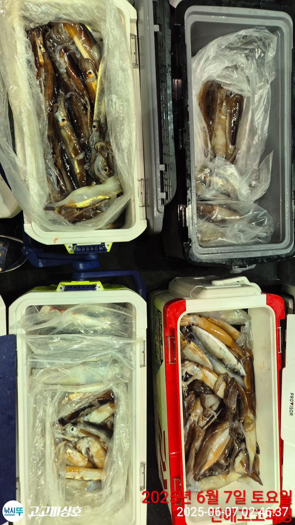 낚시뚜,한치,오징어,속천항(진해),고고피싱호,낚시뚜21