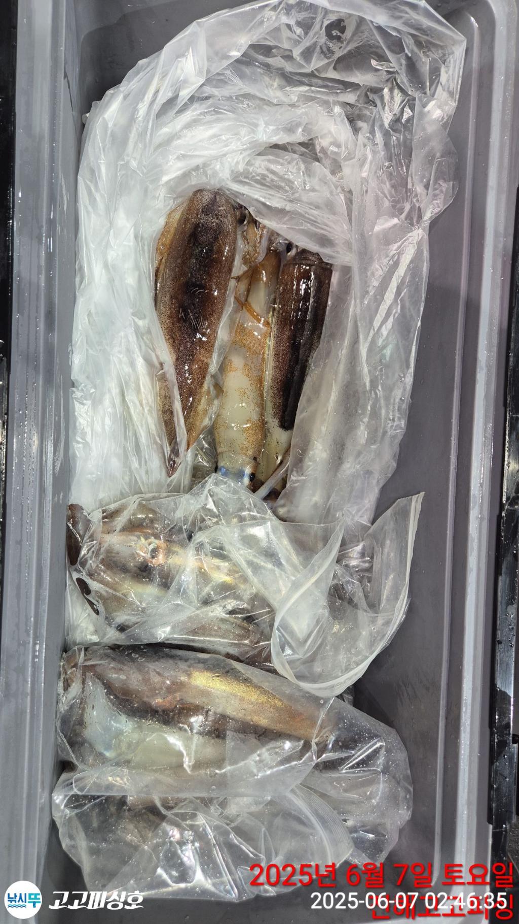 낚시뚜,한치,오징어,속천항(진해),고고피싱호,낚시뚜20