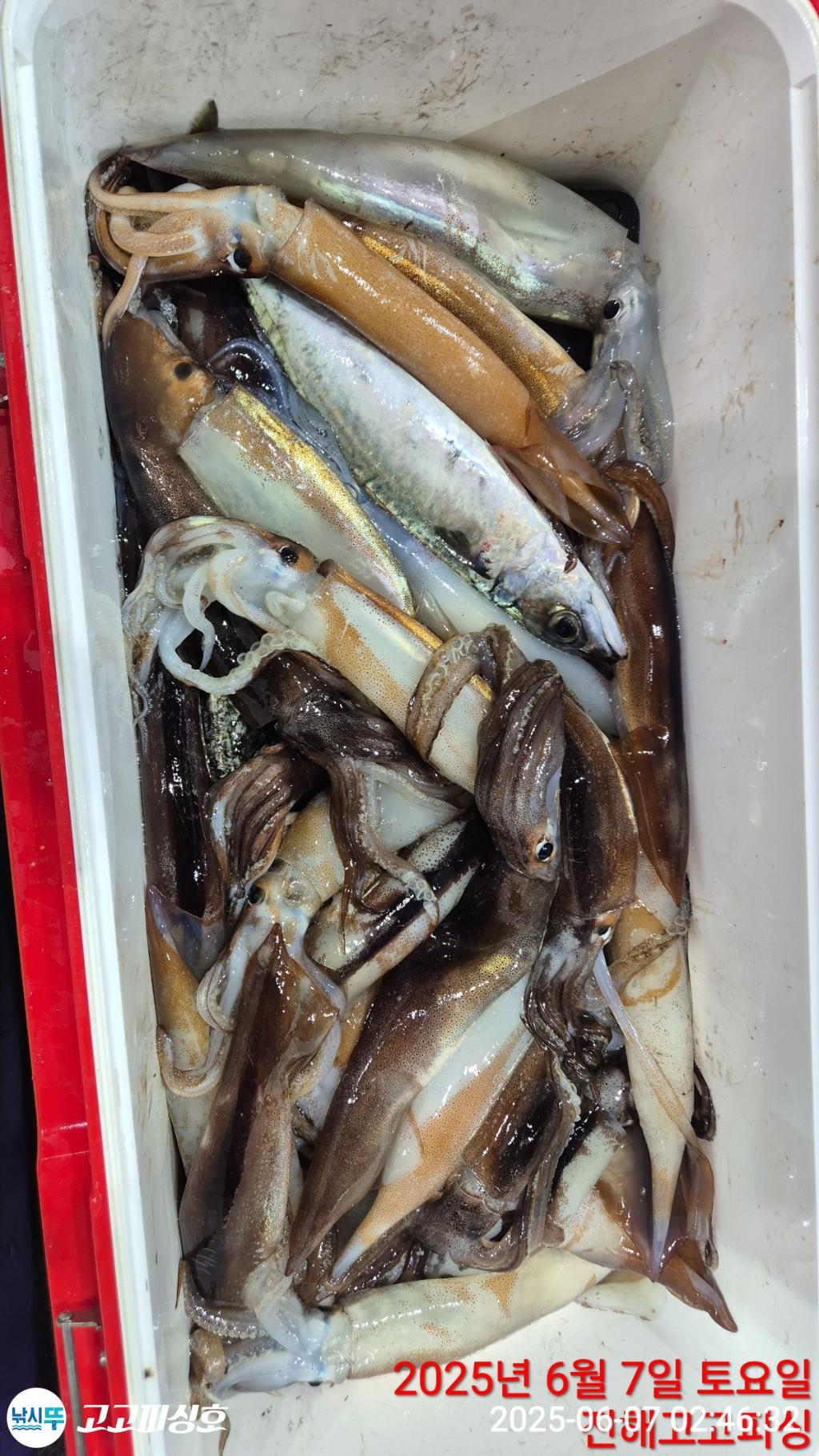 낚시뚜,한치,오징어,속천항(진해),고고피싱호,낚시뚜19