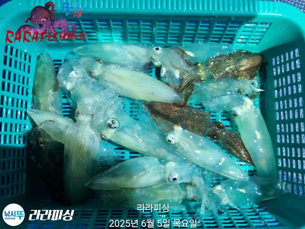 낚시뚜,호래기,속천항(진해),라라피싱,낚시뚜36