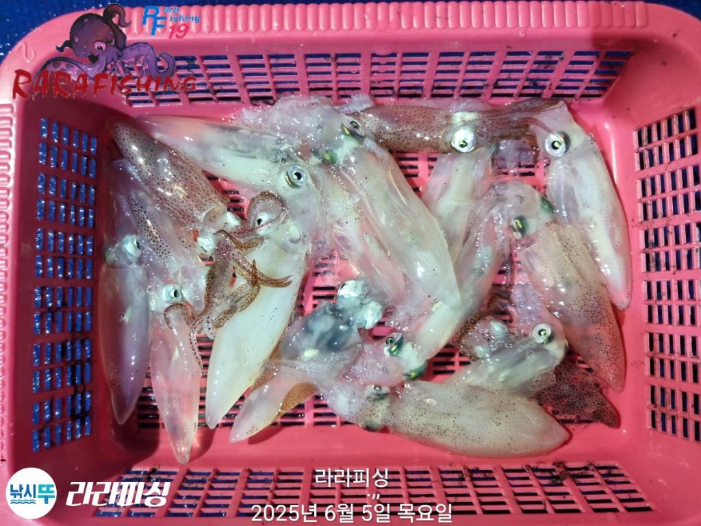 낚시뚜,호래기,속천항(진해),라라피싱,낚시뚜35