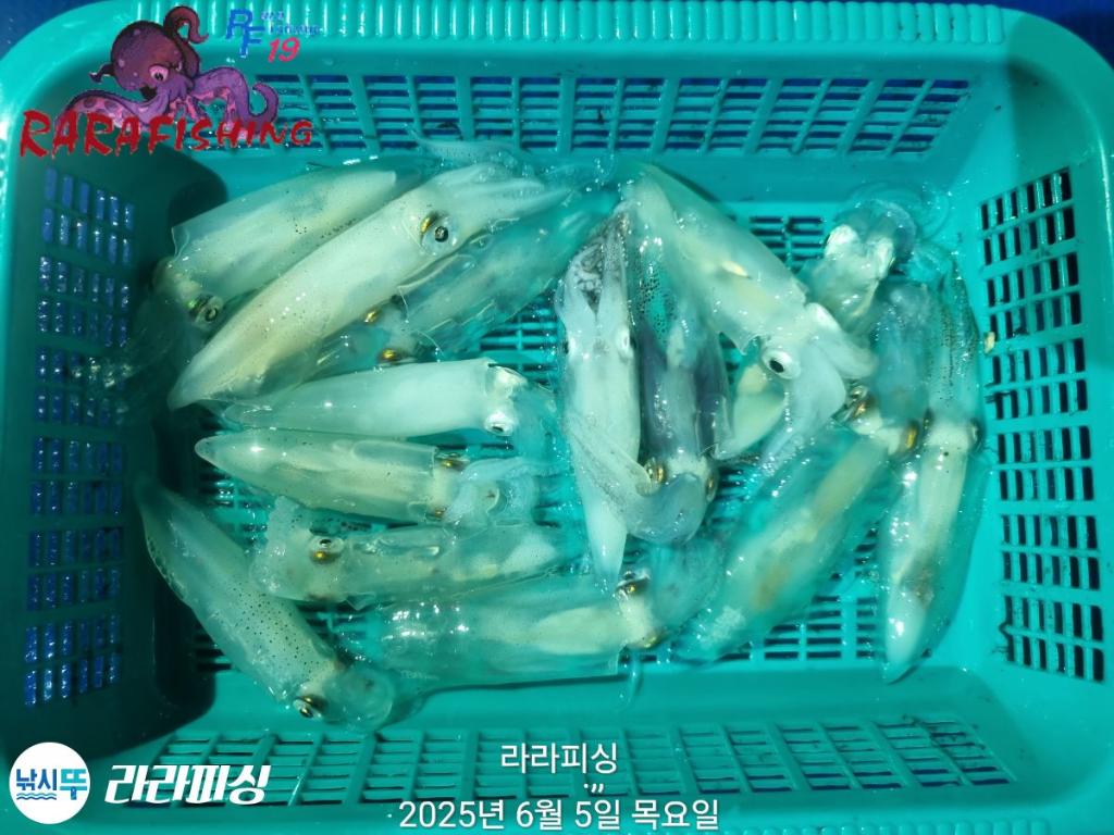 낚시뚜,호래기,속천항(진해),라라피싱,낚시뚜33