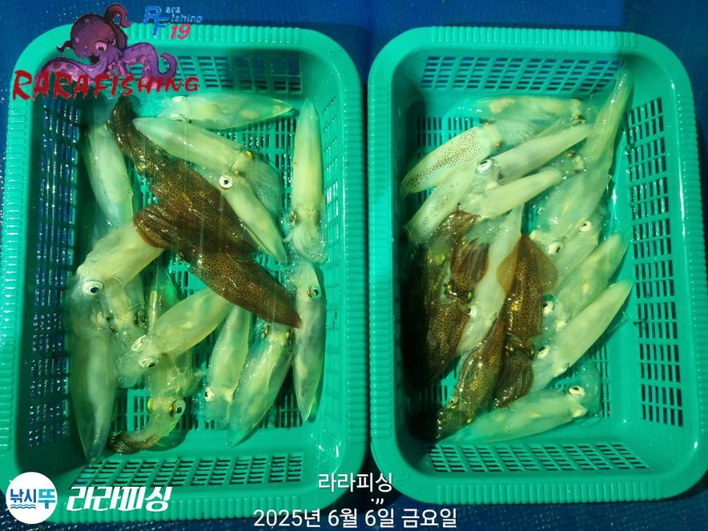 낚시뚜,호래기,속천항(진해),라라피싱,낚시뚜30