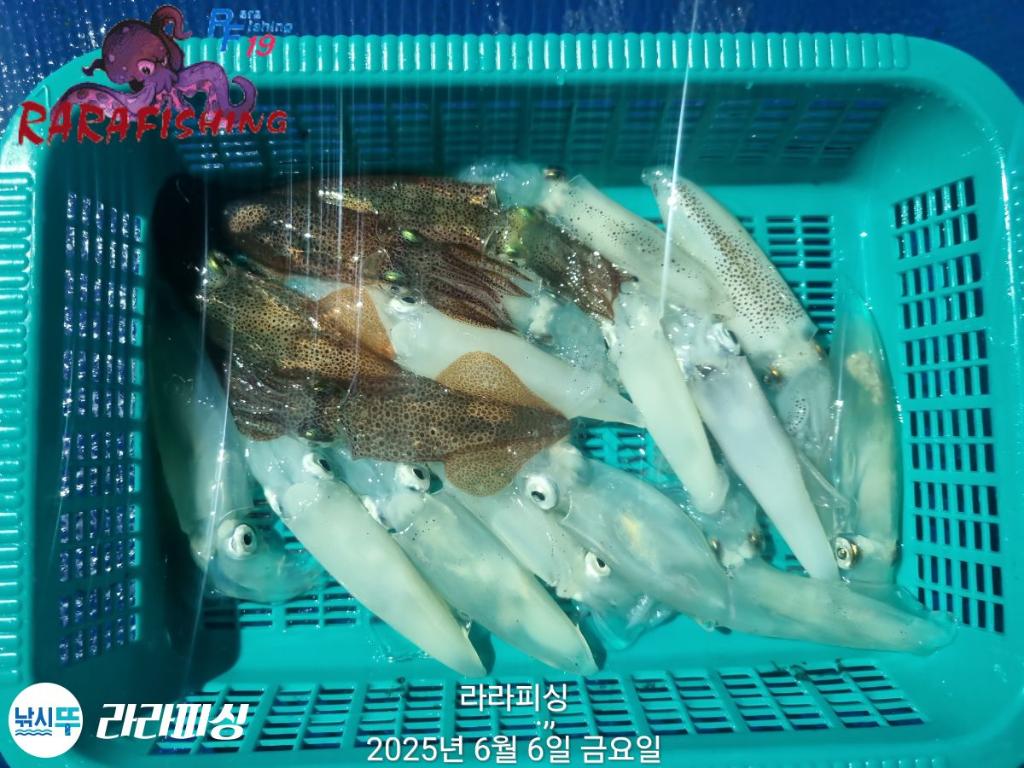 낚시뚜,호래기,속천항(진해),라라피싱,낚시뚜28