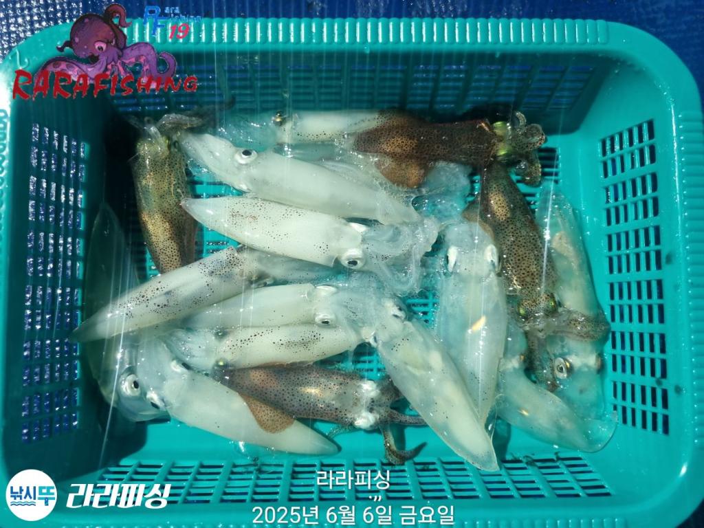 낚시뚜,호래기,속천항(진해),라라피싱,낚시뚜27