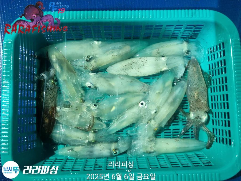 낚시뚜,호래기,속천항(진해),라라피싱,낚시뚜26