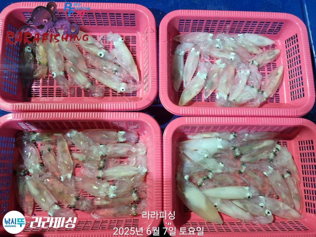 낚시뚜,호래기,속천항(진해),라라피싱,낚시뚜24