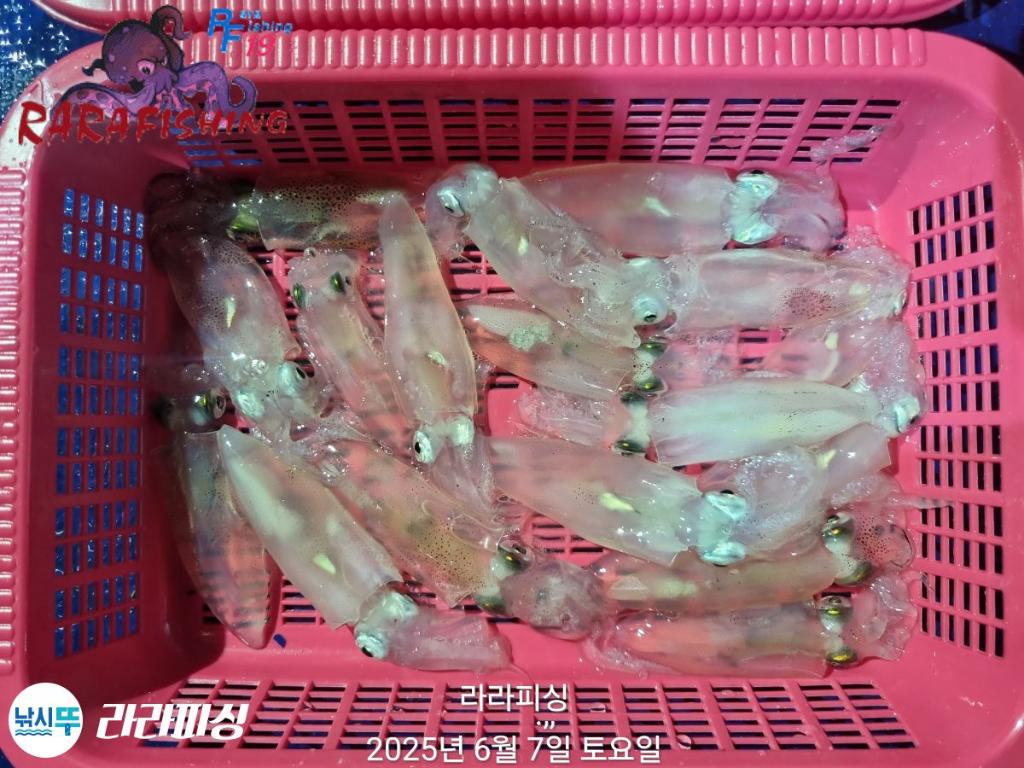 낚시뚜,호래기,속천항(진해),라라피싱,낚시뚜22