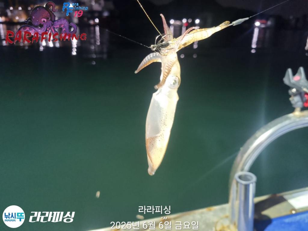 낚시뚜,호래기,속천항(진해),라라피싱,낚시뚜18