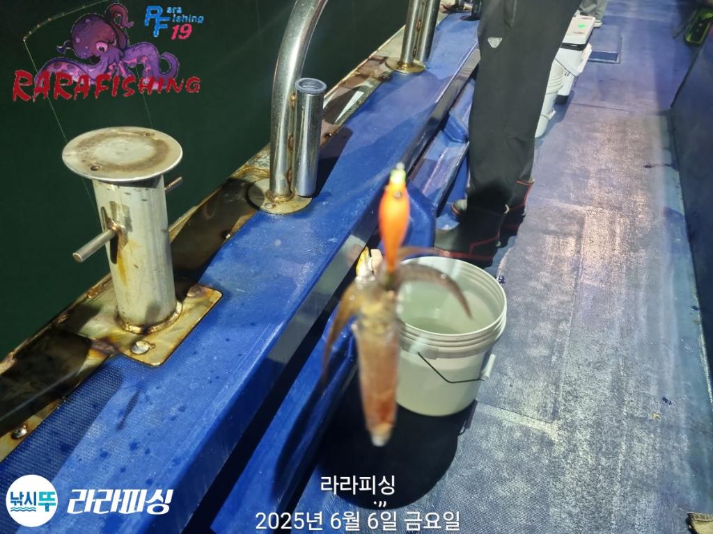 낚시뚜,호래기,속천항(진해),라라피싱,낚시뚜16