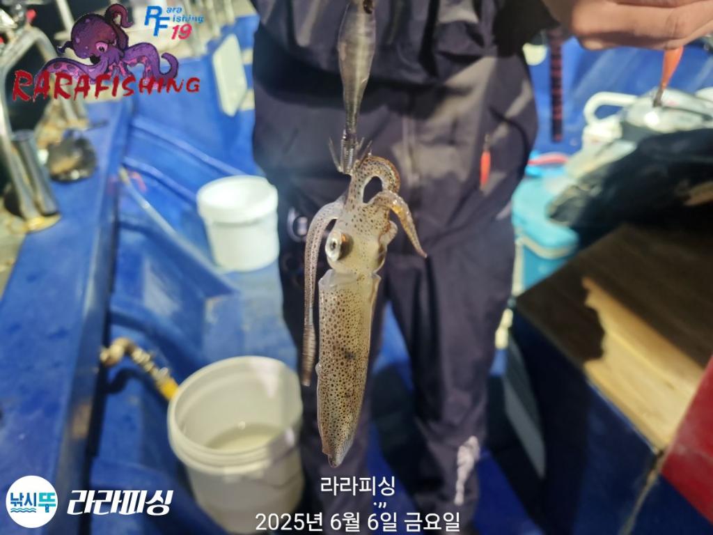 낚시뚜,호래기,속천항(진해),라라피싱,낚시뚜14