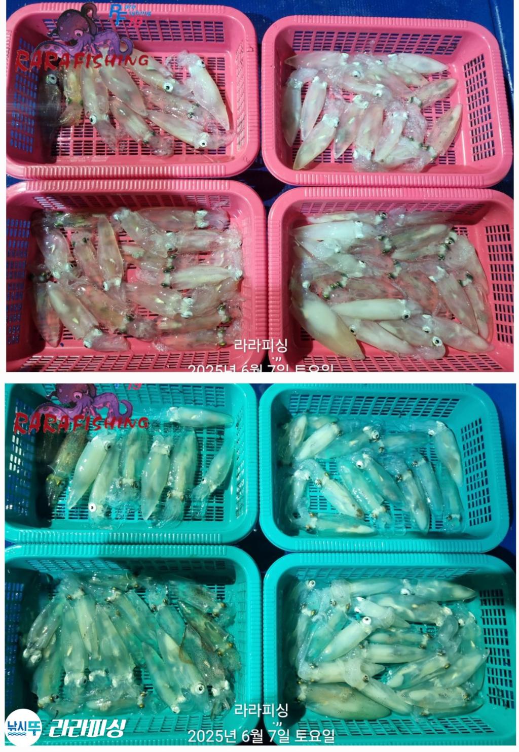 낚시뚜,호래기,속천항(진해),라라피싱,낚시뚜0