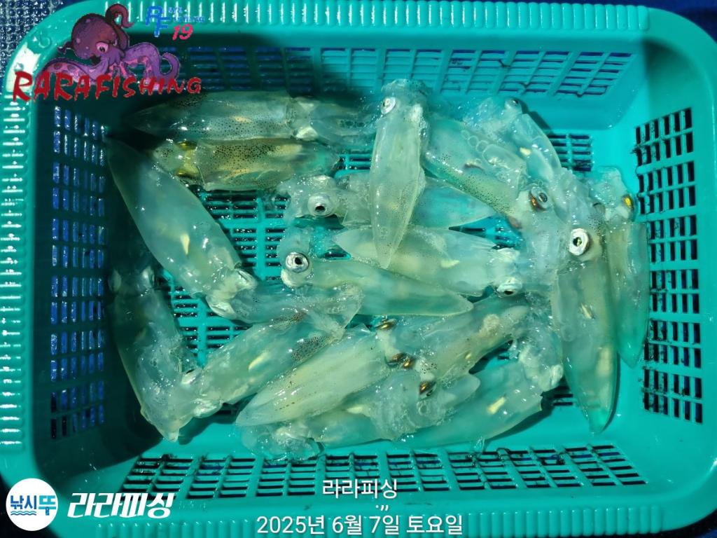 F2695255S1.jpg