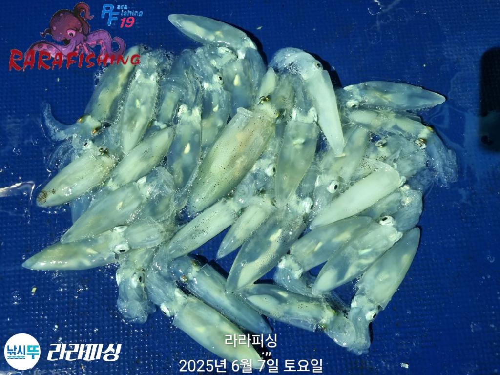F2695257NU.jpg