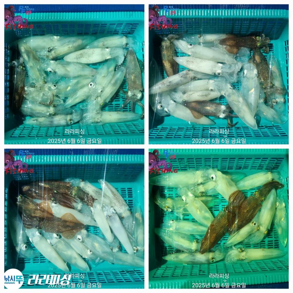 낚시뚜,호래기,속천항(진해),라라피싱,낚시뚜32
