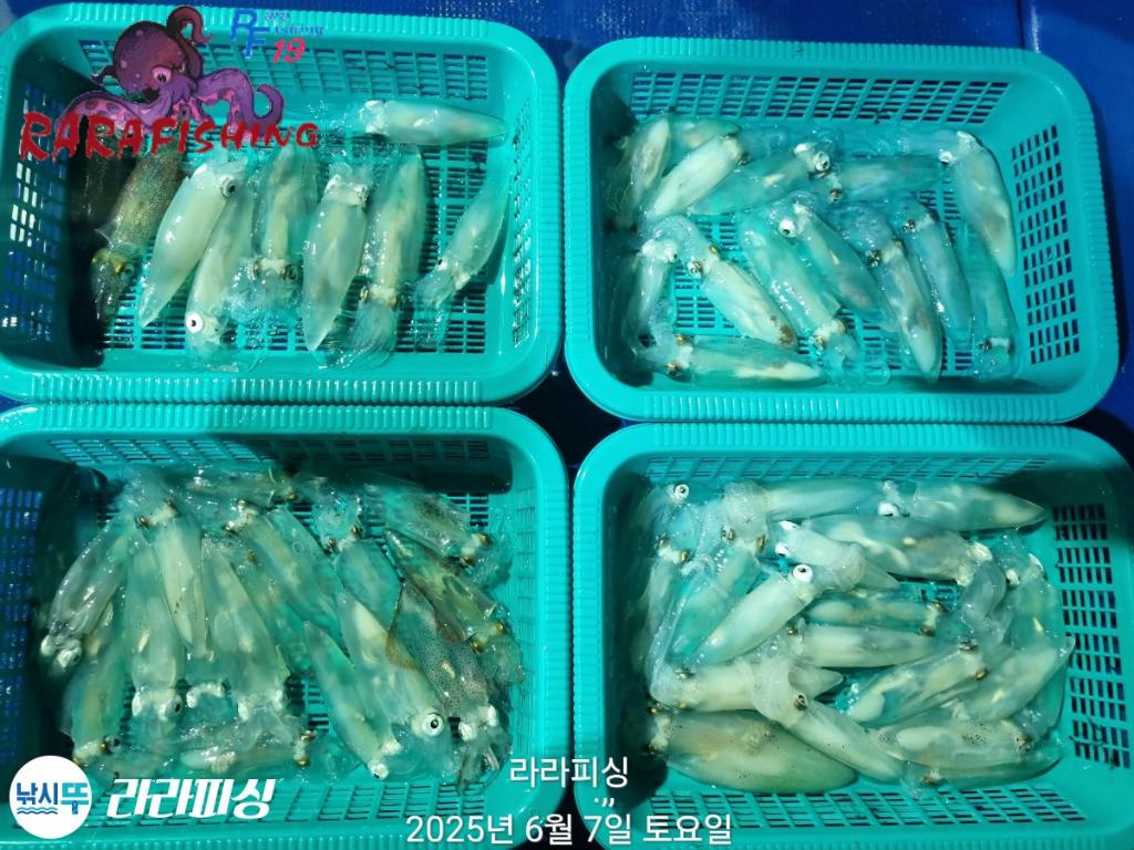 낚시뚜,호래기,속천항(진해),라라피싱,낚시뚜9