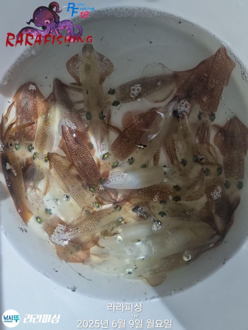 낚시뚜,호래기,속천항(진해),라라피싱,낚시뚜9